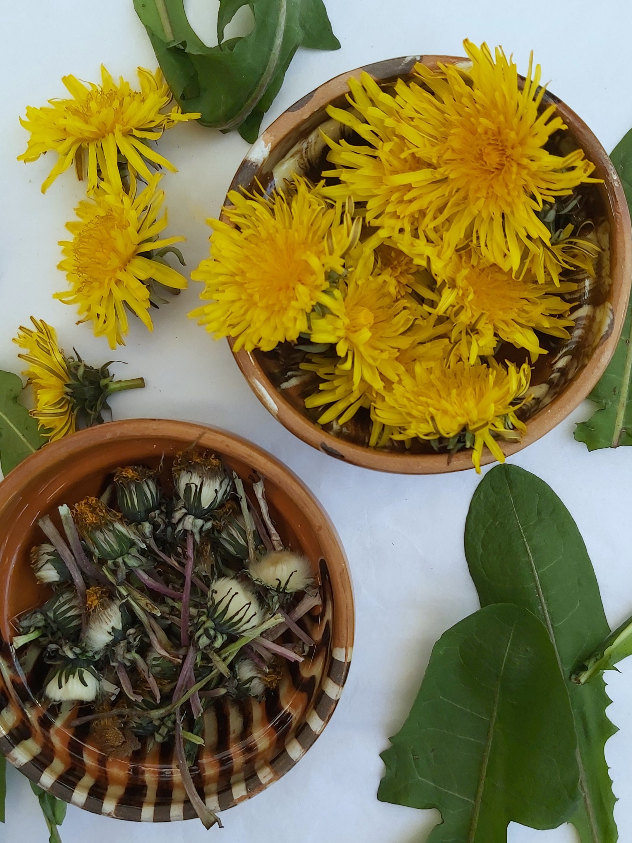 Benefits of Dandelion